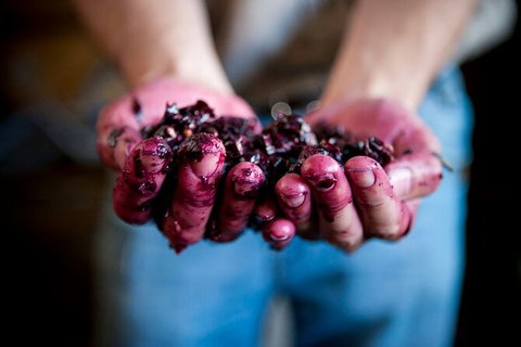 Cape Mentelle Behind The Scenes Tour - Taree Accommodation 7