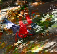 Trees Adventure Lane Poole Park - Treetop  Zipline Experience