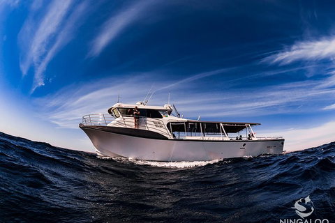 Ningaloo Whale Shark Swim On A Powerboat - Taree Accommodation 1