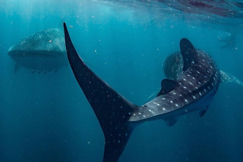 Ningaloo Whale Shark Swim On A Powerboat - Taree Accommodation 7