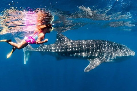 Ningaloo Whale Shark Swim On A Powerboat - Taree Accommodation 4