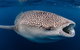 Ningaloo Whale Shark Swim On A Powerboat - thumb 3