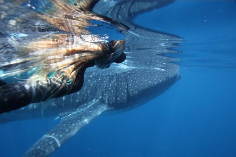 Ningaloo Whale Shark Swim On A Powerboat - Taree Accommodation 2
