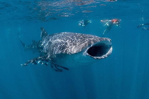 Ningaloo Whale Shark Swim On A Powerboat - Taree Accommodation 6