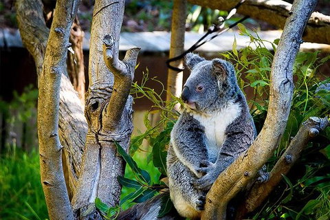 Full-Day Swan Valley, Wildlife Park, Winery & Fruit Orchard - Taree Accommodation 5