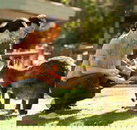 Very Best of Perth Tour - Wildlife Park  City Highlights Tour - Taree Accommodation