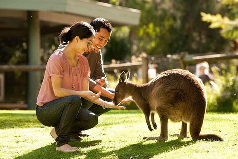 Very Best Of Perth Tour - Wildlife Park & City Highlights Tour - Taree Accommodation 0