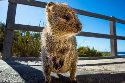 Full Day Sail To Rottnest Island From Fremantle - Taree Accommodation 9