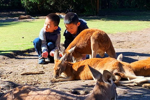 Caversham Wildlife Park, Old Guildford Town & Swan Valley Tour - Taree Accommodation 0
