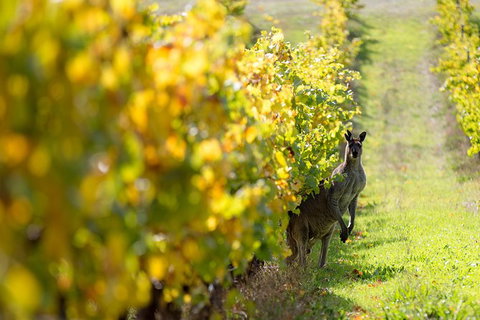 Full-Day Winery And Brewery Tour In Margaret River With Lunch - Taree Accommodation 6