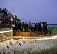 1 Day Private Phillip Island Tour VIP Charter up to 9 People - Taree Accommodation