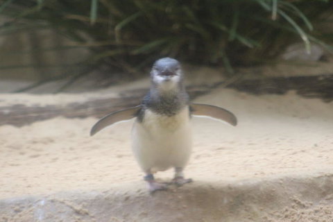 Phillip Island Ultimate Penguin Eco Tour Or Skybox Experience - Taree Accommodation 3