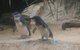 Phillip Island Ultimate Penguin Eco Tour Or Skybox Experience - thumb 2