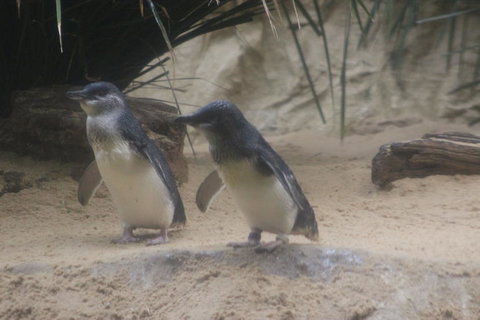 Phillip Island Ultimate Penguin Eco Tour Or Skybox Experience - Taree Accommodation 2