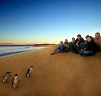 Phillip Island Ultimate Penguin Eco Tour or Skybox Experience - Taree Accommodation