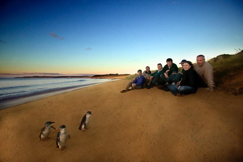 Phillip Island Ultimate Penguin Eco Tour Or Skybox Experience - Taree Accommodation 0