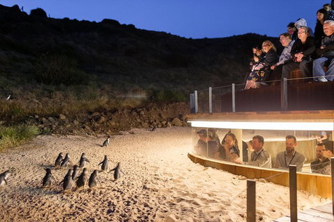 Phillip Island Ultimate Penguin Eco Tour Or Skybox Experience - Taree Accommodation 1