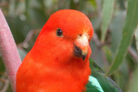 Full-Day Great Ocean Road And 12 Apostles Sunset Tour From Melbourne - Taree Accommodation 15