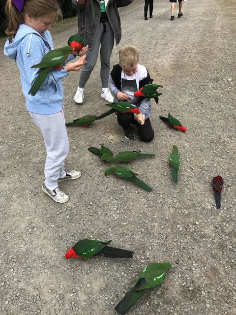 Full-Day Great Ocean Road And 12 Apostles Sunset Tour From Melbourne - Taree Accommodation 11