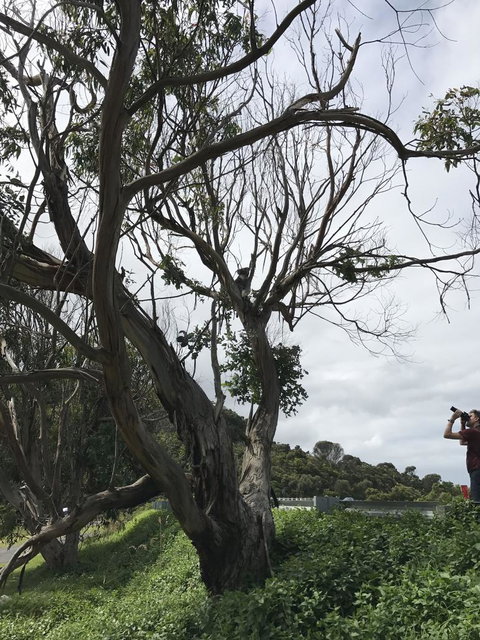 Full-Day Great Ocean Road And 12 Apostles Sunset Tour From Melbourne - Taree Accommodation 9