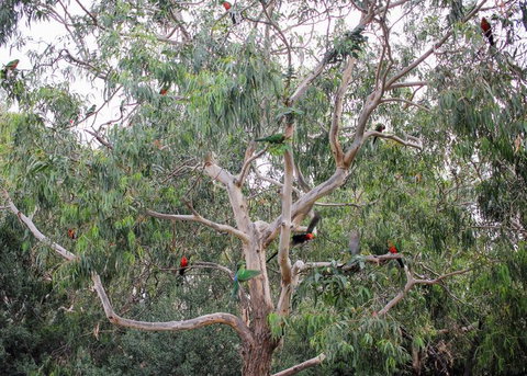 Full-Day Great Ocean Road And 12 Apostles Sunset Tour From Melbourne - Taree Accommodation 19