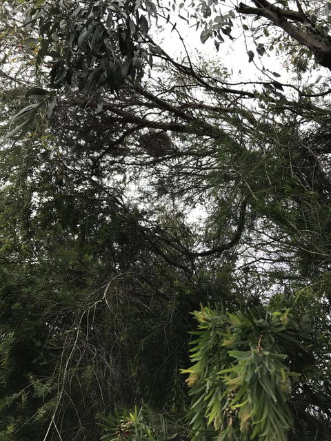 Full-Day Great Ocean Road And 12 Apostles Sunset Tour From Melbourne - Taree Accommodation 10