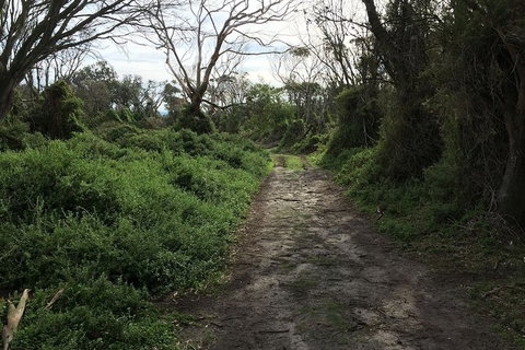 Phillip Island Walking & Bird Watching Tour - Taree Accommodation 10