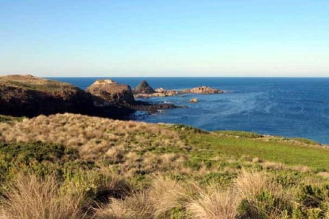 Phillip Island Walking & Bird Watching Tour - Taree Accommodation 9