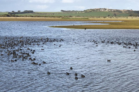 Phillip Island Walking & Bird Watching Tour - Taree Accommodation 6