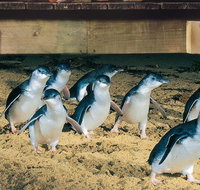 Half Day Phillip Island Penguin Parade PLUS Tour - Taree Accommodation