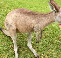 2 Day Exclusively Private Tour Of Phillip Island  The Penguin Parade - Taree Accommodation