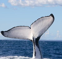 Phillip Island Whale Watching Tour - Taree Accommodation