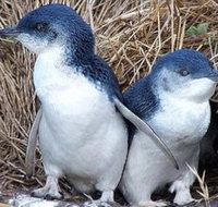 Day Tour of Phillip Island Nature Parks  Penguins - Taree Accommodation