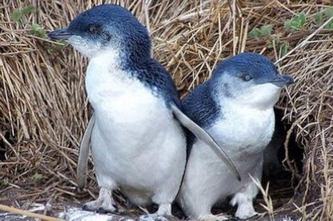 Day Tour Of Phillip Island Nature Parks & Penguins - Taree Accommodation 0