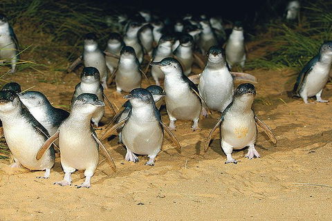Day Tour Of Phillip Island Nature Parks & Penguins - Taree Accommodation 6