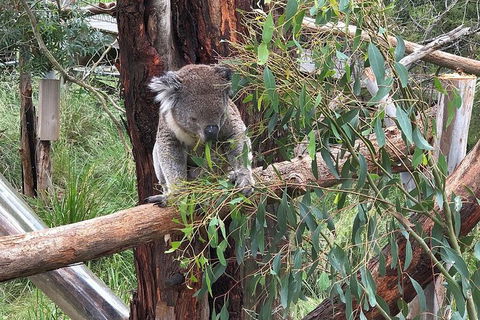Day Tour Of Phillip Island Nature Parks & Penguins - Taree Accommodation 3