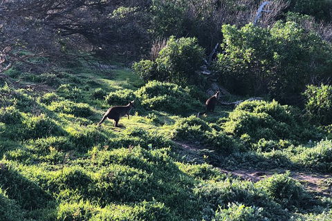 Day Tour Of Phillip Island Nature Parks & Penguins - Taree Accommodation 8