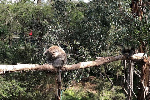 Day Tour Of Phillip Island Nature Parks & Penguins - Taree Accommodation 4