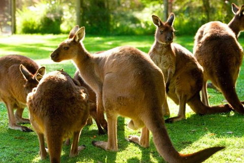 Steam Train, Yarra Valley & Healesville Wildlife Sanctuary Full Day Tour - Taree Accommodation 1