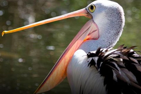 Steam Train, Yarra Valley & Healesville Wildlife Sanctuary Full Day Tour - Taree Accommodation 4