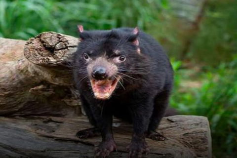 Steam Train, Yarra Valley & Healesville Wildlife Sanctuary Full Day Tour - Taree Accommodation 8