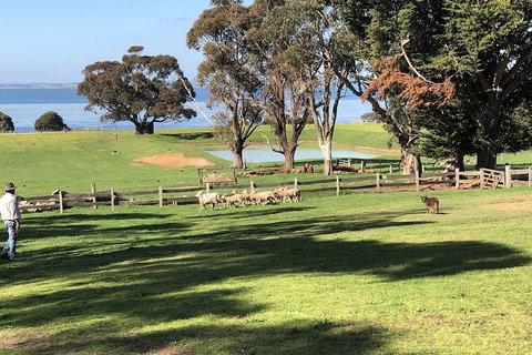 Day Tour Of Phillip Island, The Surrounding Region And Wine Tasting - Taree Accommodation 13