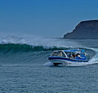 Phillip Island Wildlife Cruise with Optional Penguin Parade and 3 Park Pass - Taree Accommodation