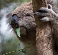 Phillip Island Koala Conservation Centre Entry ticket - Taree Accommodation