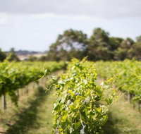 Phillip Island Wine Experience Tour - Taree Accommodation
