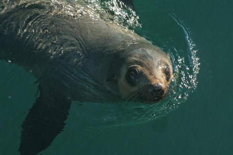 Phillip Island Seal-Watching Cruise - Taree Accommodation 1
