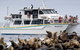 Phillip Island Seal-Watching Cruise - thumb 0