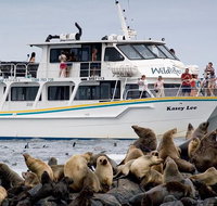Phillip Island Seal-Watching Cruise - Taree Accommodation