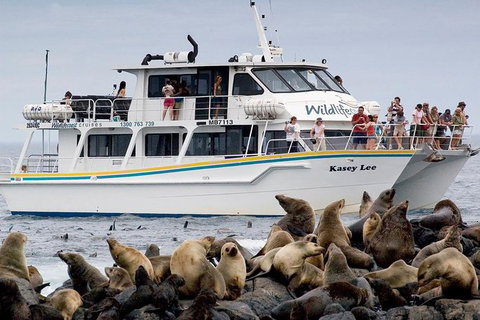 Phillip Island Seal-Watching Cruise - Taree Accommodation 0