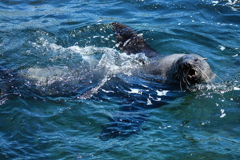 Phillip Island Seal-Watching Cruise - Taree Accommodation 4
